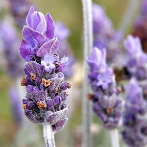 Meet your Posher, Mia